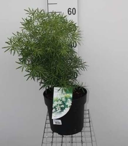 Choisya tern. 'White Dazzler'® - Oranger Du Mexique 40-50 cm en pot