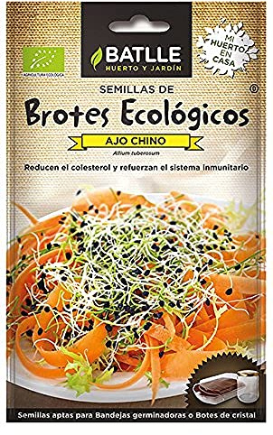CIBOULE DE Chine - Allium Tuberosum, Naturel