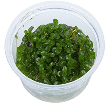 Tropica Bacopa caroliniana 1 - 2 Grow!