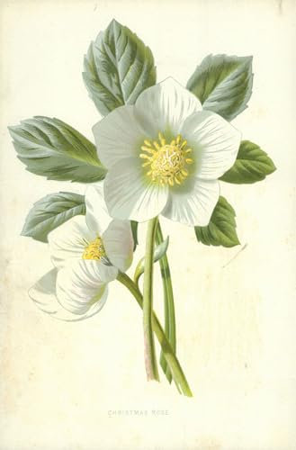 IPLUPJDY Bilder Moderne Kunst Gemälde WandgemäLde Christrose von frederick edward hulme Leinwand Malerei Poster für Wanddekoration 60x90cm