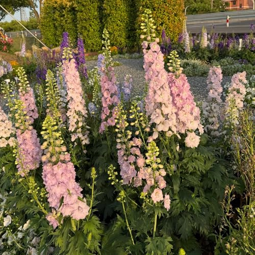 semi di speronella, resistenti balcone esotiche, perenni vecchie varietà giardino 300pcs