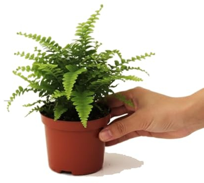 DECOALIVE Nephrolepis Exaltata Helecho de Boston 12 cm de Maceta 25 cm, Planta Verde para Regalo y Hogar