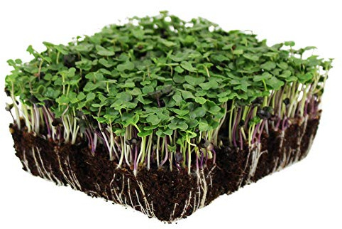 Bulk Salad Mix Microgreens Seeds – 4 Oz – Non-GMO Blend of Broccoli, Kale, Kohlrabi, Cabbage & Arugula – High-Germination for Indoor Micro Greens, Hydroponic Growing & Home Gardening