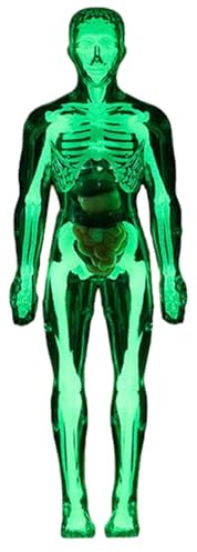 Jouet Du Corps Humain – Modèle D'anatomie Humaine, Squelette En Plastique Réaliste, Outil Interactif D'aide À L'étude Éducative | Ressource D’apprentissage Scientifique Pour Les Étudiants En Sciences