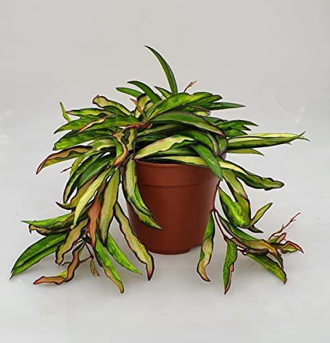 Hoya Wayetii Tricolor – Pianta Grassa Rampicante da Interno – Fiore di Cera con Foglie Variegate Verde-Crema-Rosa – Vaso Ø12 cm – FOTO REALI