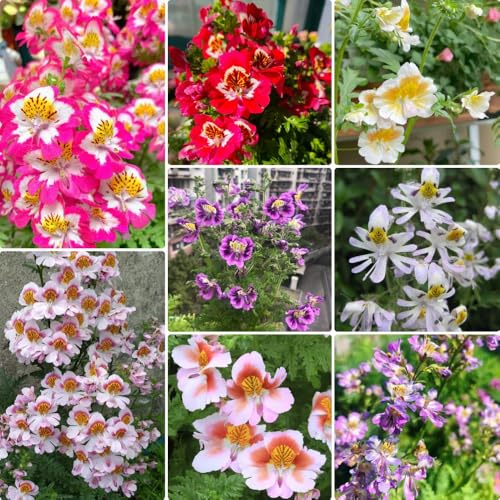 Semi di orchidea del contadino - esotici Schizanthus pinnatus - regali per gli amanti del giardino resistenti per il giardino semi da giardino biologici 400pcs