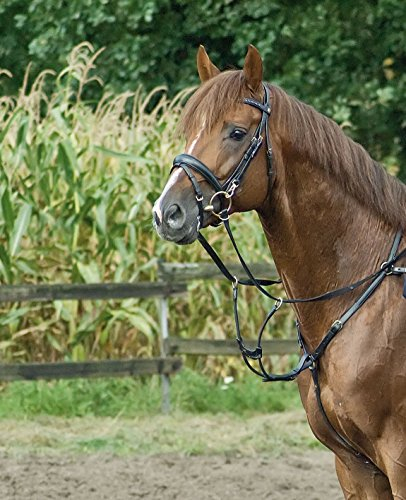 BUSSE Vorderzeug PREMIUM, Vollblut/Warmblut, schwarz/Edelstahl