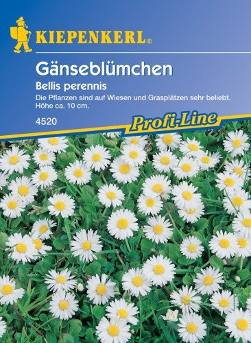 Sperli Blumensamen Wiesen-Gänseblümchen, grün