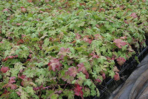 Geranium macrorrhizum Felsen-Storchschnabel 9 cm Topf 250 St.