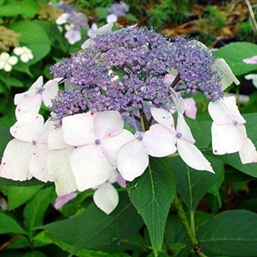 Hortensie 'Blue Wave' - Hydrangea 'Mariesii Perfecta' - 25-30 cm Topf mit beeindruckenden blauen Blüten und eleganter Laubwerk