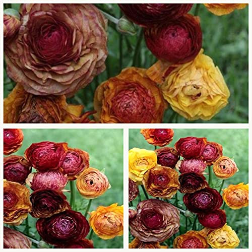 Ranunculus Picotee Café Flower Corms/Bulbs. Beautiful Hardy Colourful Flowers.Size 5/6 (10)