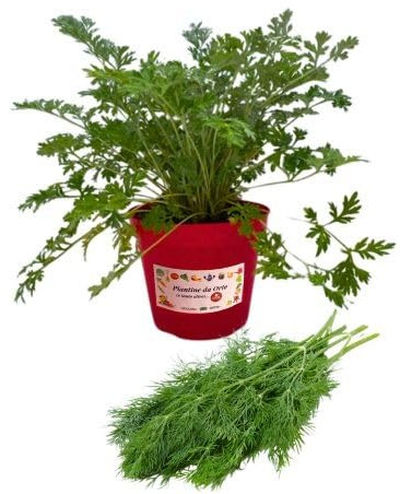 P. Piantine da Orto | Aneto, Pianta in Vaso Diametro 14 cm, Pianta Pronta per il Trapianto, Pianta Vera da Esterno, Piantina Aromatica per Balcone o Terrazzo, Vivaio Italiano