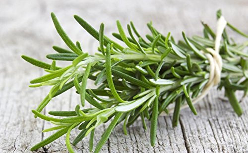 Rosmarino da giardino domestico - per coltivazione indoor e balcone - 80 semi