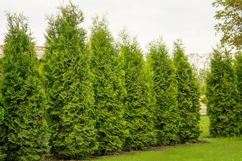 20 Thuja Brabant 120-150cm XXl ohne Topf gemessen | Immergrüne Heckenpflanze schnellwachsend | Sichtschutz Lebensbaum winterhart | sofort pflanzbar