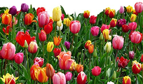 20 Landscape Mixture Tulip Bulbs - Tulipa Triumph