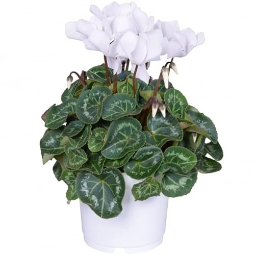 Cyclamen Blanco PREMIUM Flor Natural Color muy Vivo