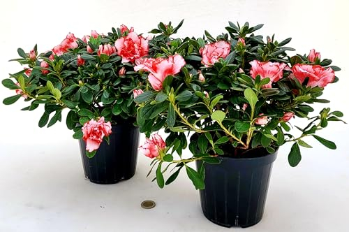 POWERS TO FLOWERS - AZALEA MATISS, 2 PIANTE, vaso 14cm, pianta vera