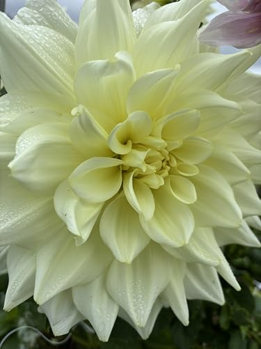 5 tubers of Decorative Dinner-Plate Type Dahlia (Ice Breaker) Includes Postage