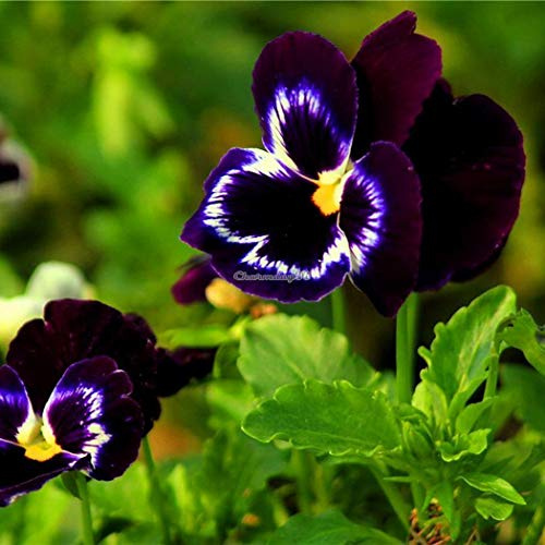 Portal Cool 100Pcs Giardino Balcone decorativo Multi-Color Selvaggio Viola cornuta Semi C1My