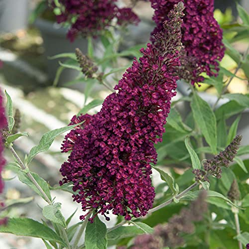 Schmetterlingsflieder BUZZ Wine - Sommerflieder (Buddleja) Pflanze in weinrot lila rot halbschattig und winterhart - Flieder-Strauch von Garten Schlüter
