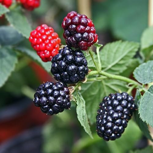 2 Von Thornless BlackBerry Plants Live for Planting 5 to 8 Inch Tall, Von BlackBerry Bush Live Plant, Thornless Blackberries Live Plants
