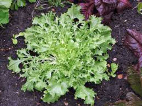 GRAINES DE LAITUE Endivie BROADLEAF Bataver GRAINES BIOLOGIQUES NON OGM HEIRLOOM Paquet de 100 graines