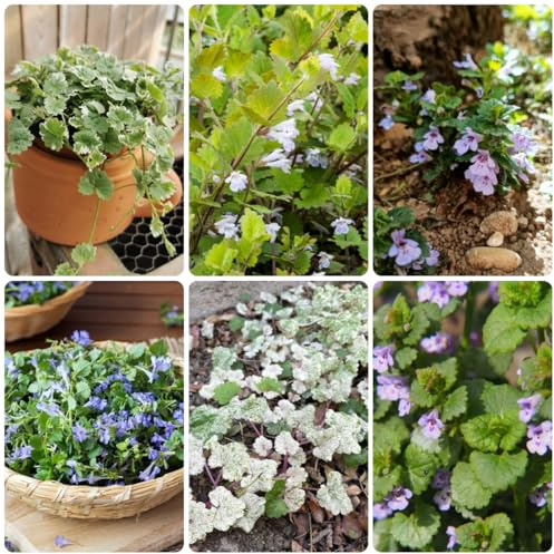 Edera terrestre serre balcone selvatiche per giardinieri: semi di resistenti per giardini rocciosi Decorazioni 500semi