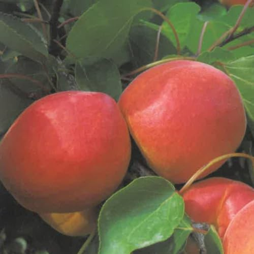 PIANTA DA FRUTTO ALBICOCCA ROSSA DI MAGGIO in vaso 20 - età 2/3 anni
