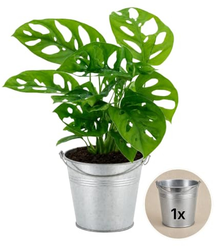 Pflanze Plus | Monstera adansonii (plante gruyère) | 1 plante avec pot en zinc | Plante d'intérieur facile d'entretien