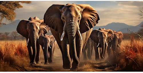 HIZANO 5D Diamond Painting Erwachsene,DIY Diamant Painting Bilder Kinder,Diamond Painting Set Afrika-Tier-Elefant,Diamant Painting Erwachsene,Diamond Painting Bilder für Wohnzimmer Wanddekor 50x100cm