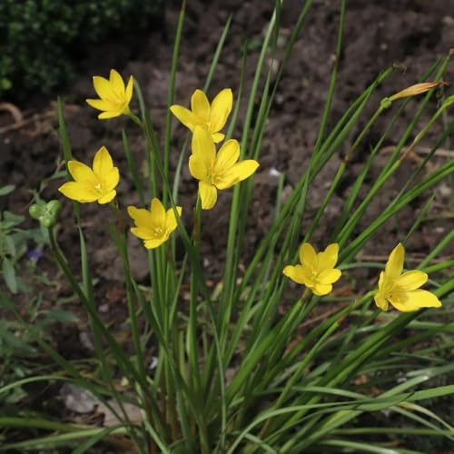 15bulbi di zephyranthes - resistenti, balconi Zephyranthes candida da giardino, forniture da giardino a primaverile