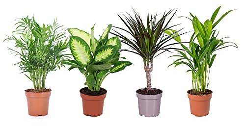 DECOALIVE Set Plantas Interior: Palmera Chamaedorea Elegans, Dieffenbachia, Dracaena Marginata y Palmera Areca, 8436601570802