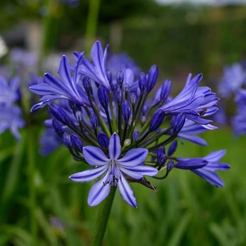 Afrikanische Schmucklilie - Agapanthus africanus | 1 Stück | Knolle | Schnittblume | Topfpflanze | Geeignet für Kübel | Blau | 100% Blütegarantie | QFB Gardening