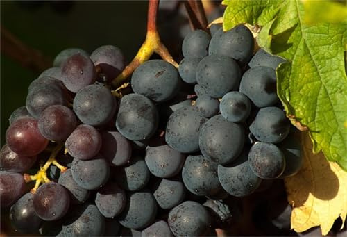Rizomi d'uva da vino, resistente all'inverno, di alta qualità, viti, multicolore ad alta resa. Varie zone climatiche