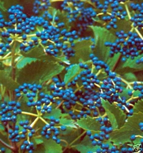 10 Semi di Viburnum dentatum Viburno Viburnum Arbusto