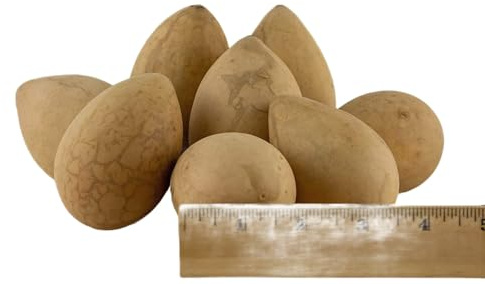 Dried Egg Gourds – Set of 10 Natural Gourds for Crafting, Painting & DIY Projects