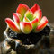 Portal Cool Planta suculenta en vivo - Echeveria pulvinata 4cm - Planta casera rara jardín precioso