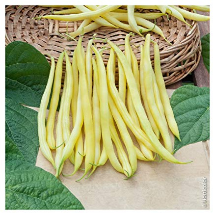 Graines de Haricot de Rocquencourt - sac de 5 kgs