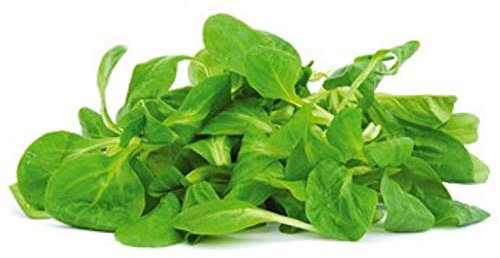 150 Graines de Mâche à Grosse graines - légumes salade potager- semences paysannes reproductibles - SemiSauvage