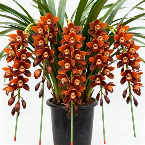 Rizomi di Cymbidium resistenti, Orchidee da esterno, Varietà di orchidee selezionate, Profumate, Perfette da esporre sui balconi.-3 Rhizome-F