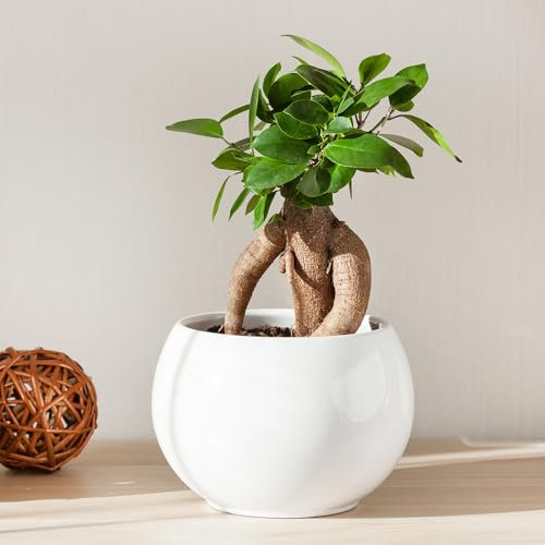 YouGarden Ficus Microcarpa 'Ginseng' Bonsai' Tree in 12cm Pot, Ready to Plant Bonsai Tree for The Home, Office and Work, Indoor Plant for Air Purifying