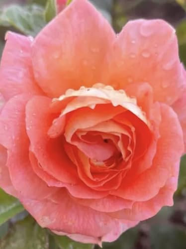 ‘My Lovely Friend’ 4L Potted Floribunda Rose – Soft Peach and Apricot Blooms