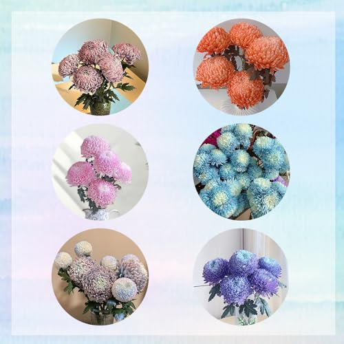 semi di crisantemo, balcone giardino in aiuola rialzata perenni resistenti esotiche decorative 200pcs