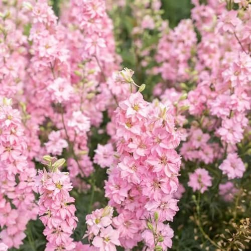 rittersporn, blumensamen bienenfreundlich für sonnige plätze exotische schnittblumen alte sorten bodendecker 700samen