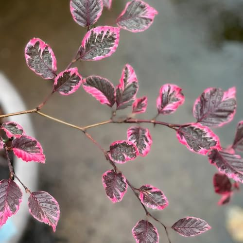 Rotbuche, Fagus sylvatica, garten Rotbuche Heckenpflanzen, exotische immergrüne winterhart kaufen 15Samen