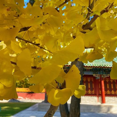 ginkgo sostenibili d'appartamento d'appartamento purificatrici d'aria decorazioni giardino per esterni decorazioni autunnali per il 35semi