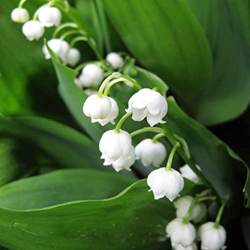 4 Convallaria Lily of The Valley Spring Garden Perennial Root White Flower Plant