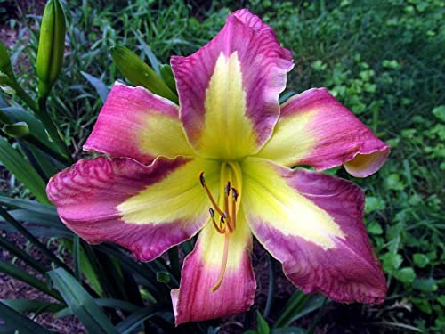 Hemerocallis,daylily,bulbi di Hemerocallis,erbacea perenne,bulbi fiori,Fiori facili da piantare,possono essere piantati in vaso o a terra, adatti come regali per gli altri