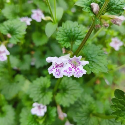 semi di edera terrestre - giardino perenni resistenti cucina balcone selvatiche 400pcs