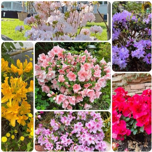 Semi di rododendro, decorazione del giardino per esterno azalea, perenni resistenti Le sono 80pcs